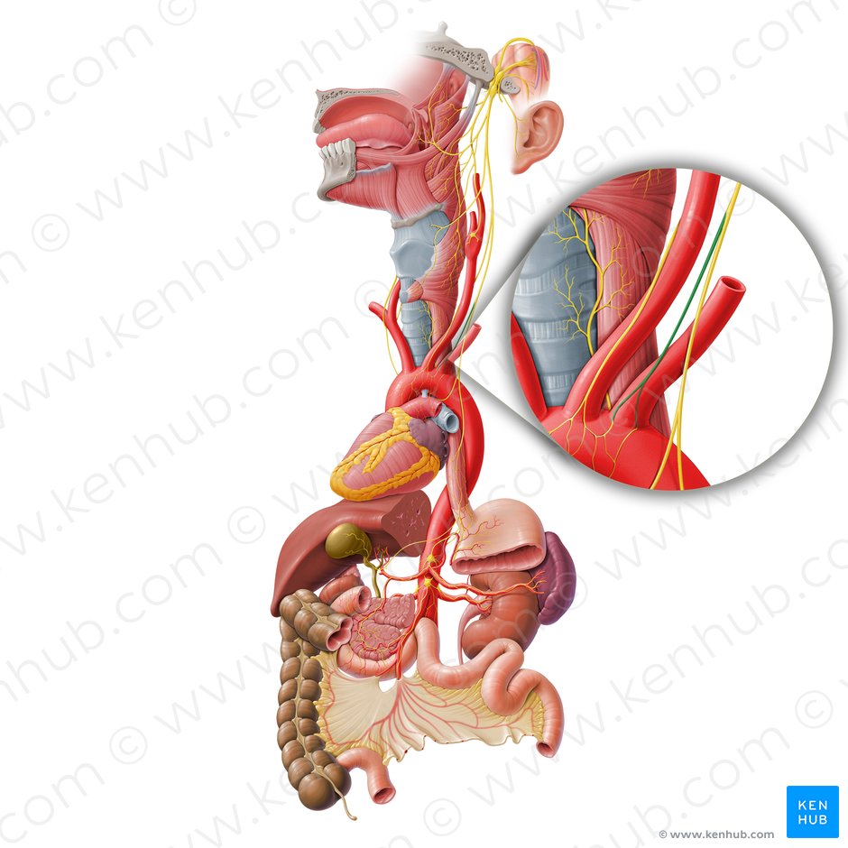 Ramo cardíaco torácico del nervio vago (Ramus cardiacus inferior nervi vagi); Imagen: Paul Kim