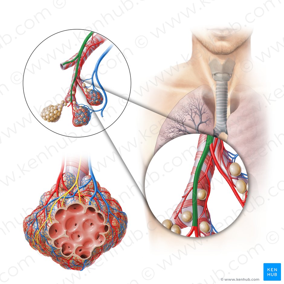 Artéria pulmonar (Arteria pulmonalis); Imagem: Paul Kim