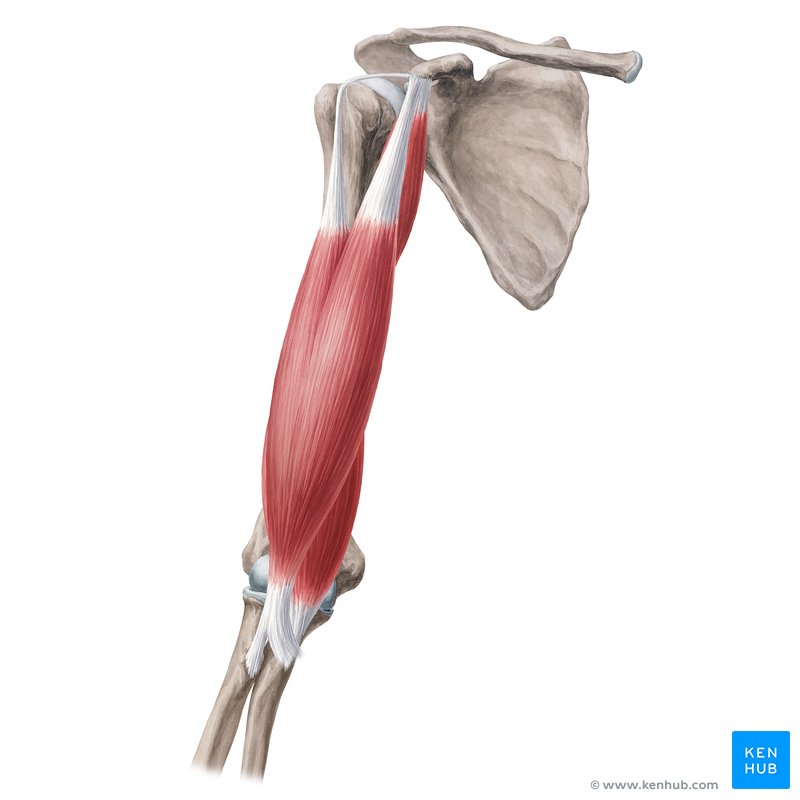 Featured image of post Male Arm Muscle Reference Male torso types torso types