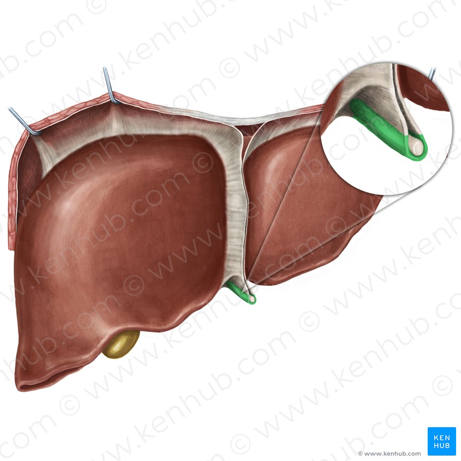 Ligamento redondo del hígado (Ligamentum teres hepatis); Imagen: Irina Münstermann