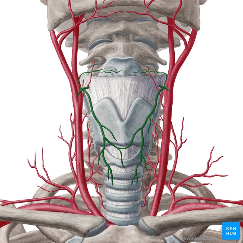 Superior thyroid artery: Anatomy, branches, supply | Kenhub