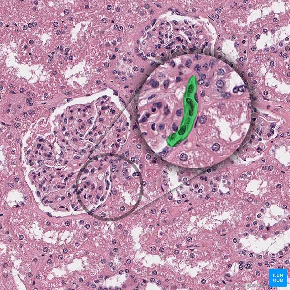 Efferent glomerular arteriole of renal corpuscle (Arteriola glomerularis efferens corpusculi renalis); Image: 