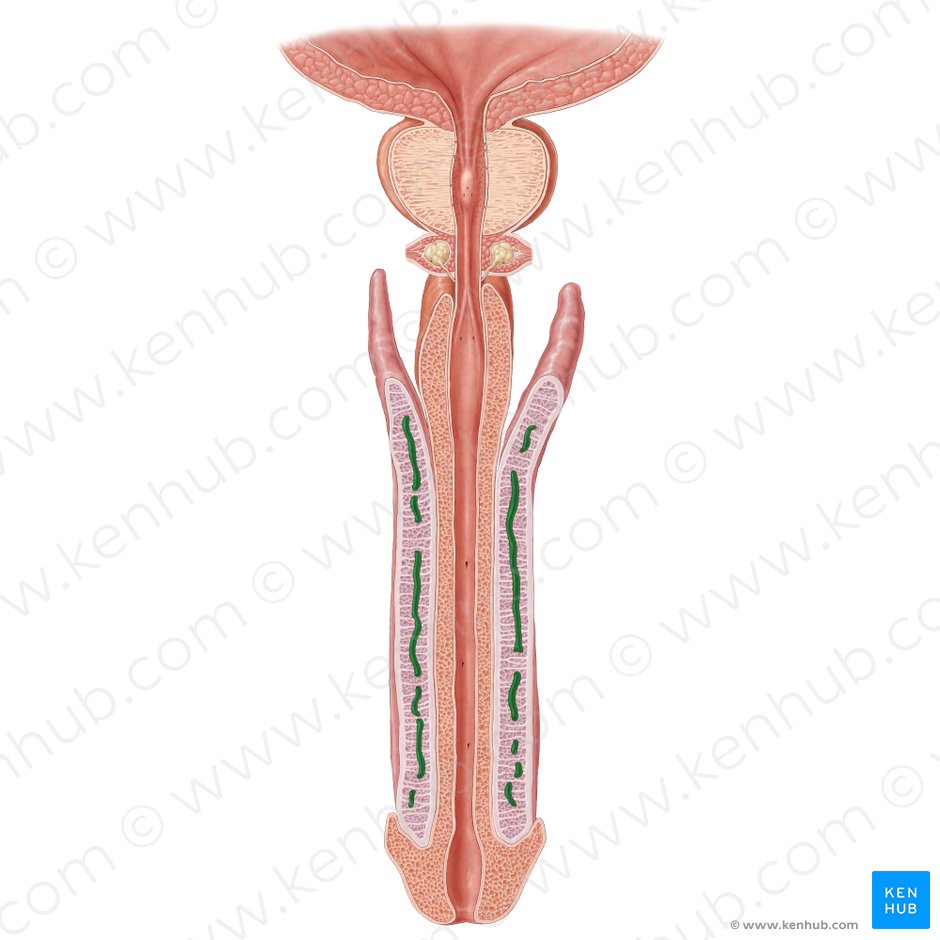 Artéria profunda do pênis (Arteria profunda penis); Imagem: Samantha Zimmerman