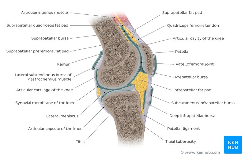 artroza deformantă a genunchiului 1 2 grade artrita cronică a cotului