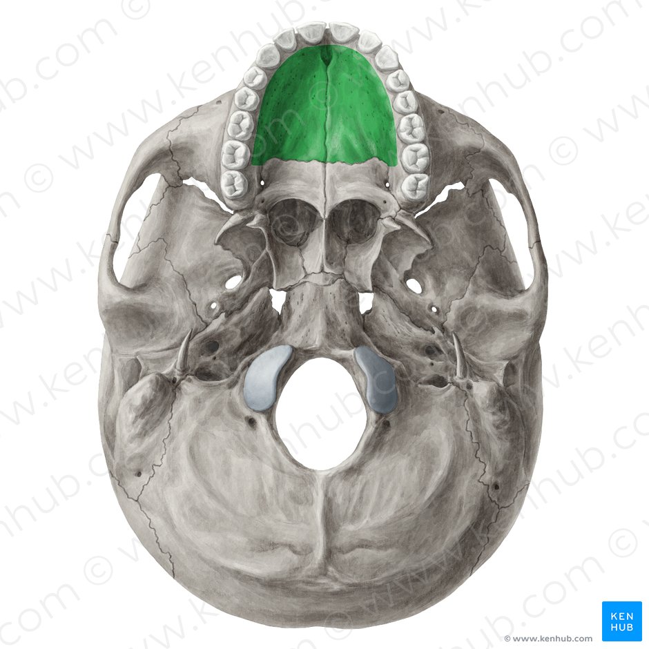 Processo palatino da maxila (Processus palatinus maxillae); Imagem: Yousun Koh