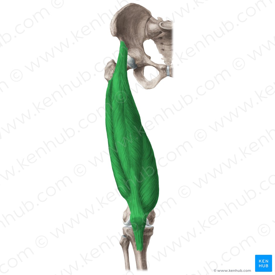 Musculus quadriceps femoris (Vierköpfiger Oberschenkelmuskel); Bild: Liene Znotina