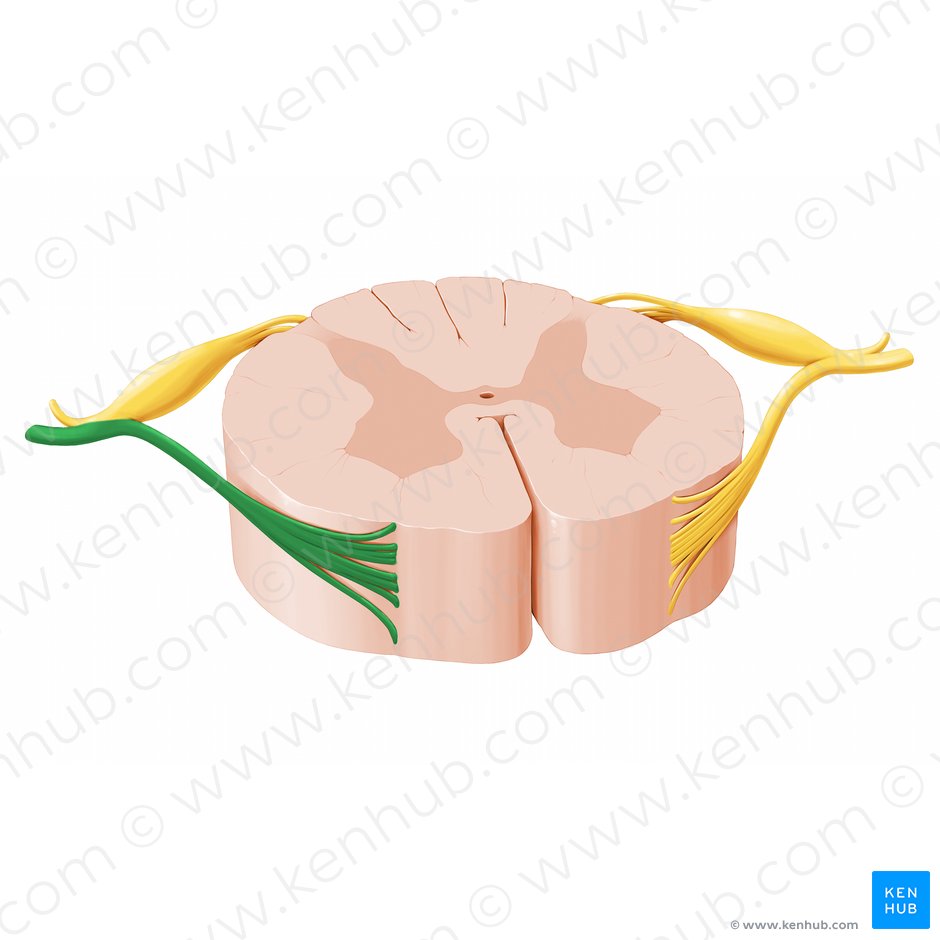 Anterior root of spinal nerve (Radix anterior nervi spinalis); Image: Paul Kim
