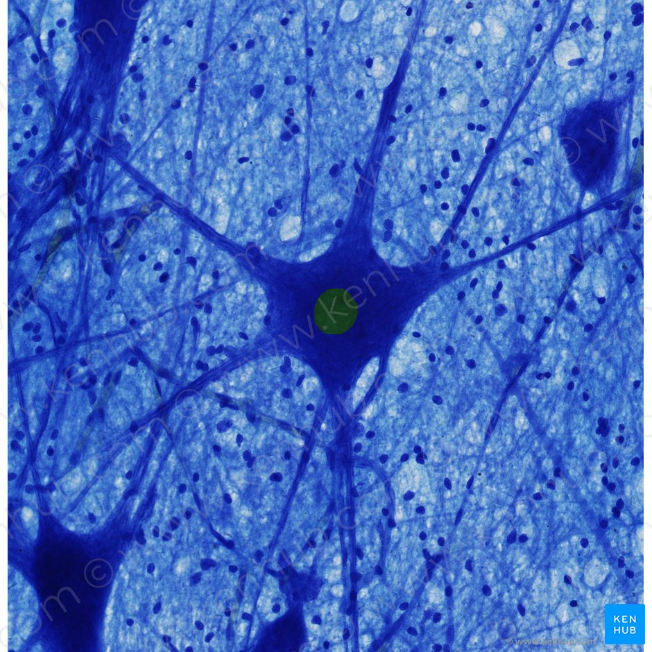 Núcleo de la neurona (Nucleus neuronalis); Imagen: 