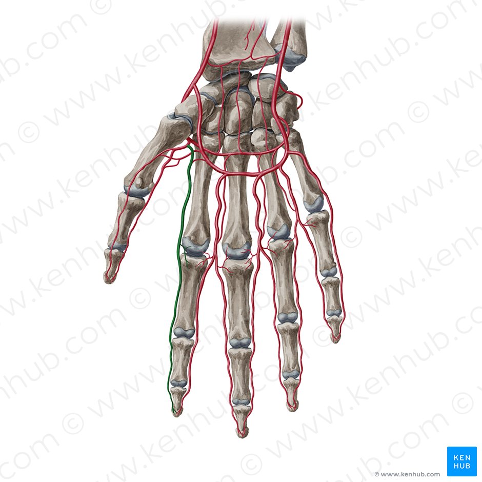 Arteria radialis indicis (Radialseitige Arterie des Zeigefingers); Bild: Yousun Koh