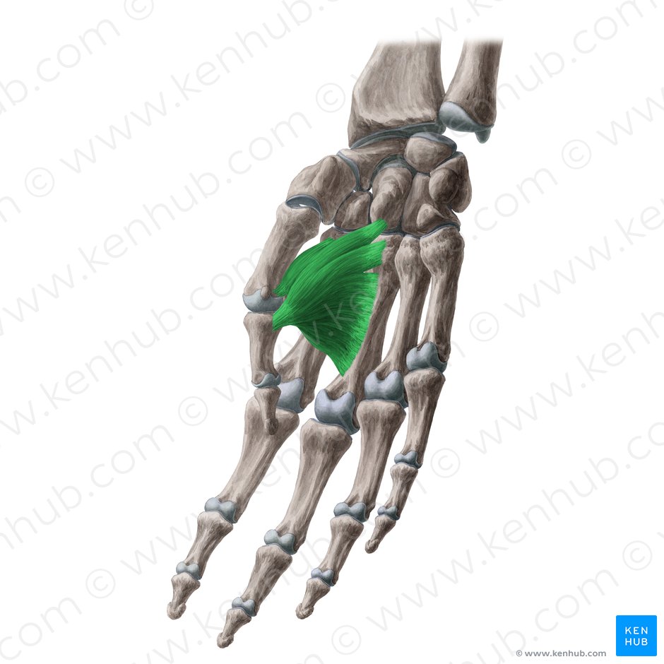 Adductor pollicis muscle (Musculus adductor pollicis); Image: Yousun Koh