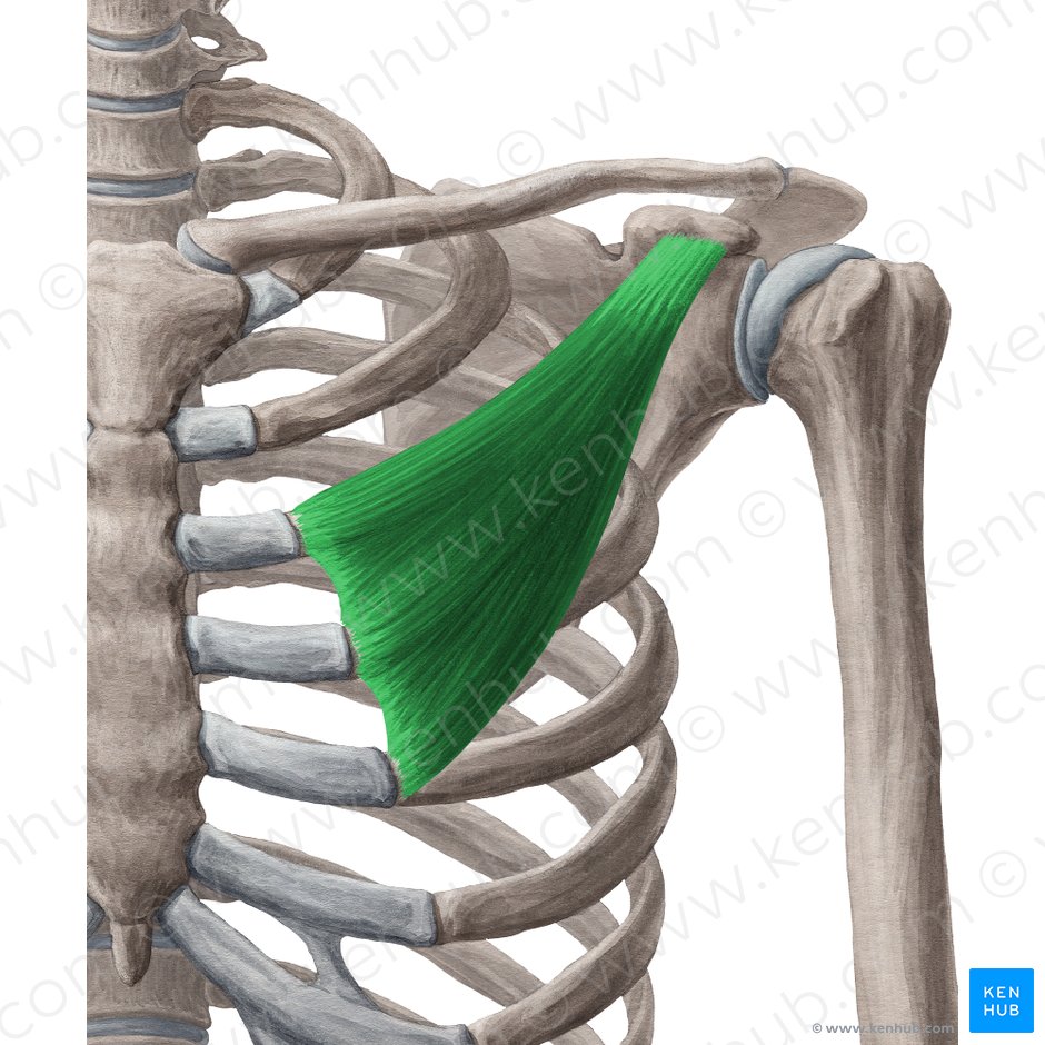 Músculo pectoral menor (Musculus pectoralis minor); Imagen: Yousun Koh