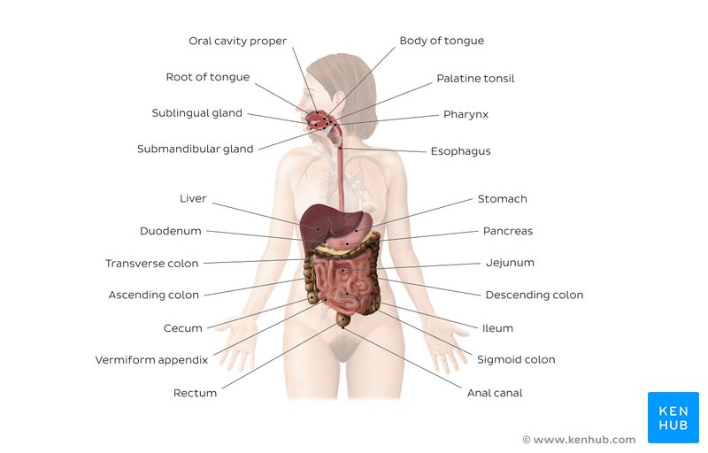 Digestive system diagram