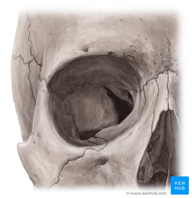 Bones of the orbit: Anatomy, foramina, walls and diagram | Kenhub
