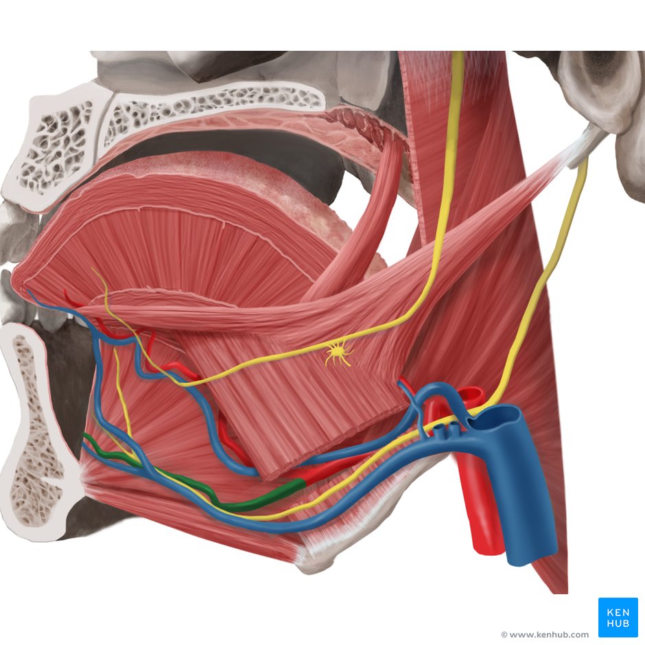 Lingual artery: Anatomy, branches, supply | Kenhub