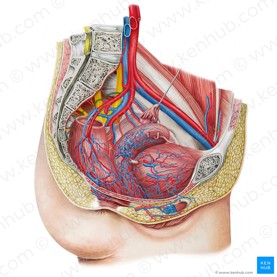 Arteria sacra lateral (Arteria sacralis lateralis); Imagen: Irina Münstermann