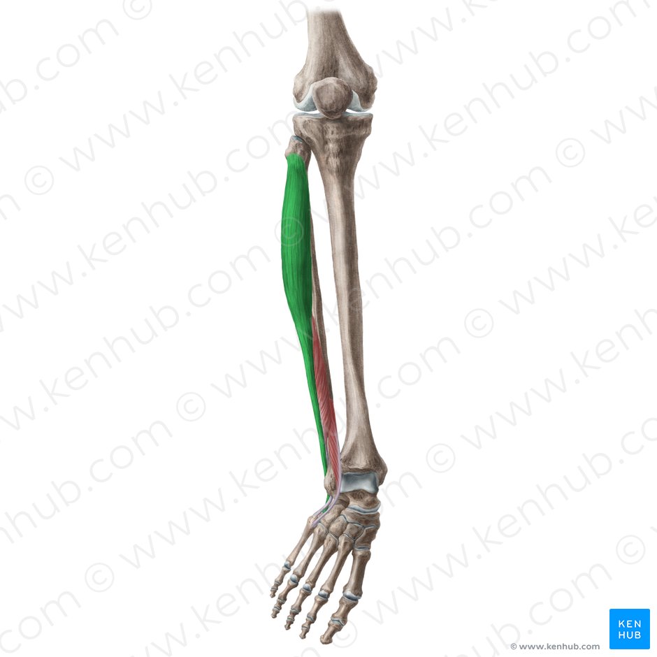Músculo fibular largo (Musculus fibularis longus); Imagen: Liene Znotina