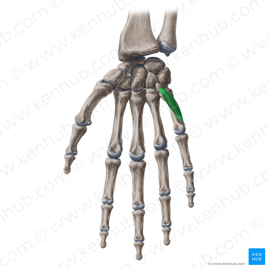 Opponens digiti minimi muscle of hand (Musculus opponens digiti minimi manus); Image: Yousun Koh