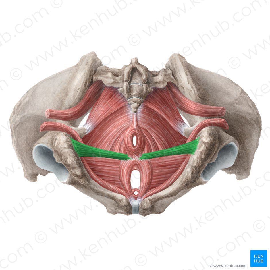 Músculo transverso superficial del periné (Musculus transversus superficialis perinei); Imagen: Liene Znotina
