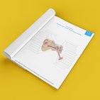 Blank ear diagrams and quizzes: The fastest way to learn ear anatomy