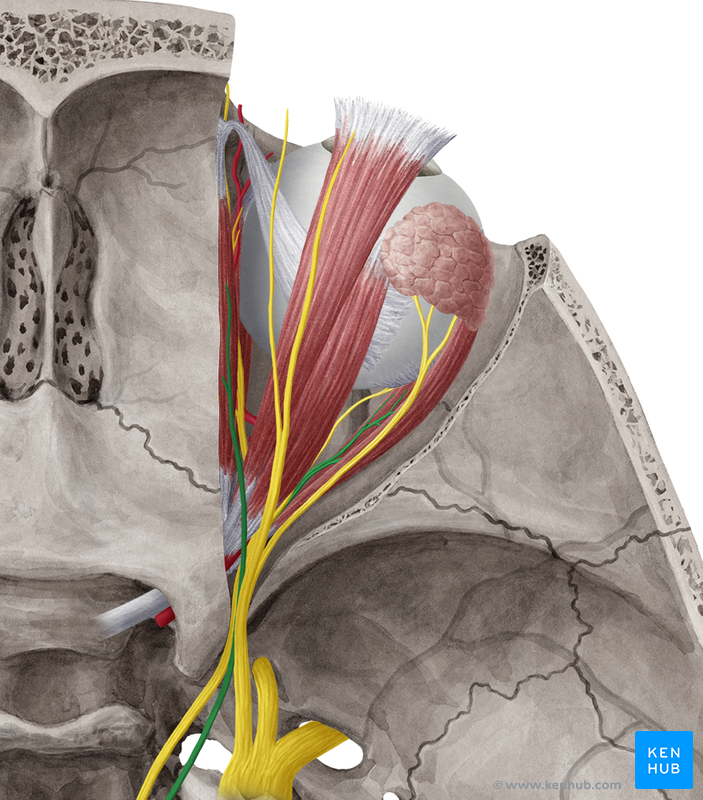 Cranial Nerve 4 & 6: Trochlear Nerve and Abducent Nerve | Kenhub