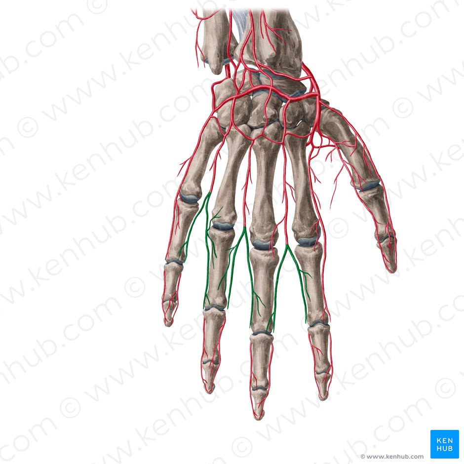 Arteriae digitales dorsales manus (Rückseitige Fingerarterien); Bild: Yousun Koh