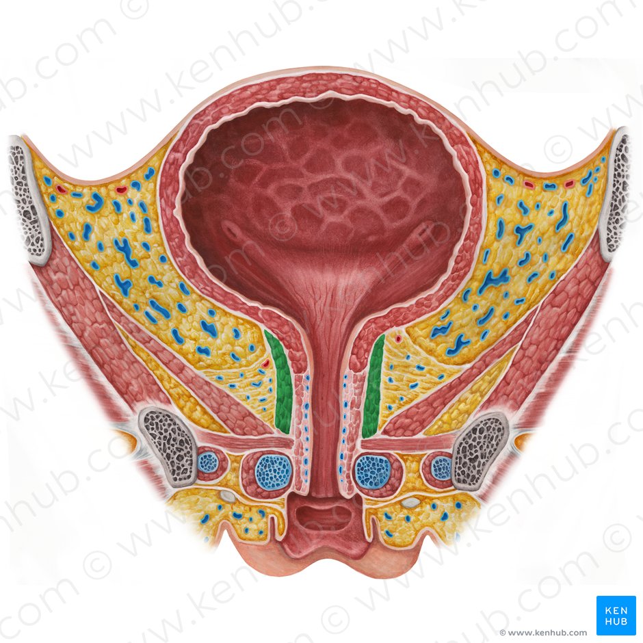 Musculus sphincter urethrae externus (femininus) (Äußerer Harnröhrenschließmuskel der Frau); Bild: Irina Münstermann