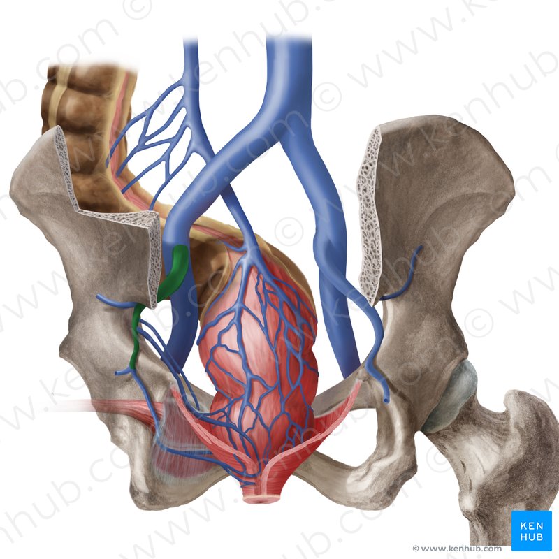 Superior vena cava: Anatomy, function & clinical aspects ...