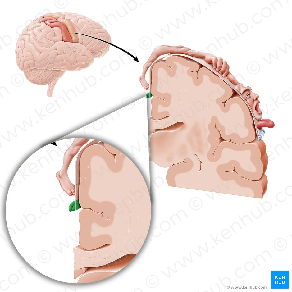 Córtex motor dos órgãos genitais (Cortex motorius regionis genitalis); Imagem: Paul Kim
