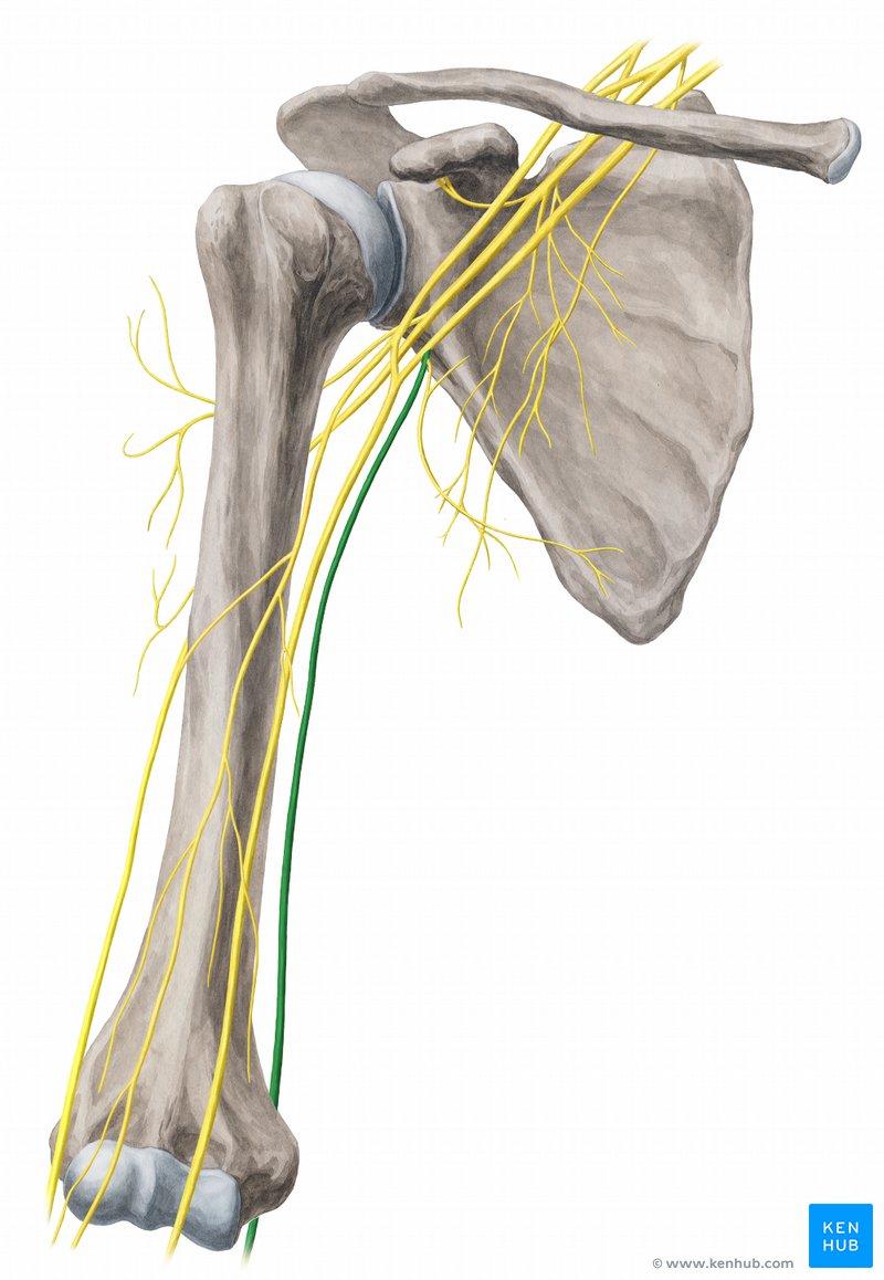 Ulnar nerve subluxation: Clinical anatomy | Kenhub