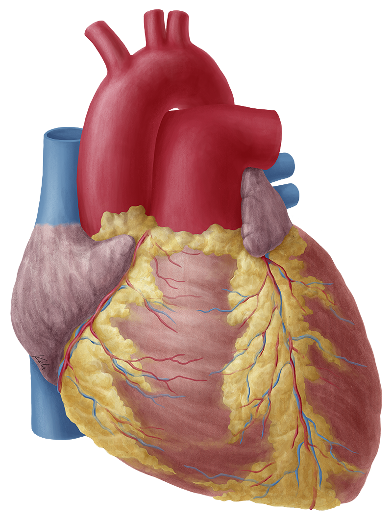 Heart - Anatomy Study Guide | Kenhub