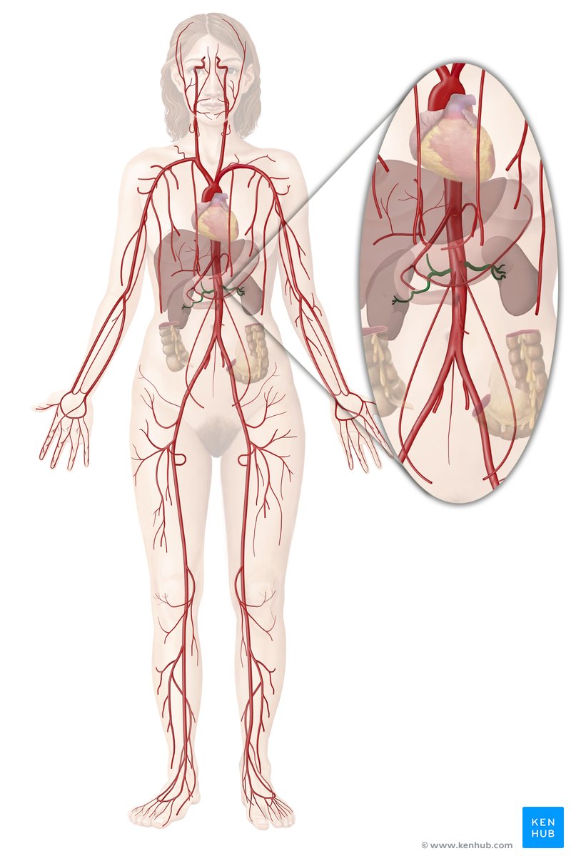 Renal artery: Anatomy, branches, supply | Kenhub