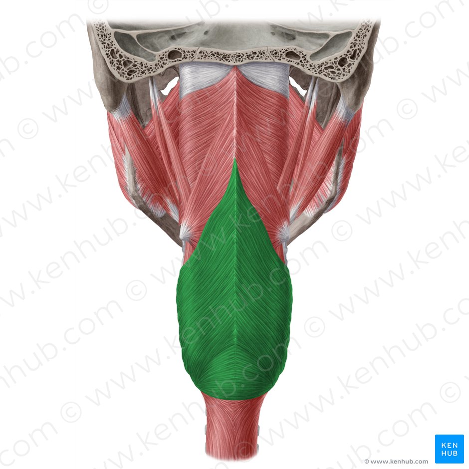 Inferior pharyngeal constrictor muscle (Musculus constrictor inferior pharyngis); Image: Yousun Koh