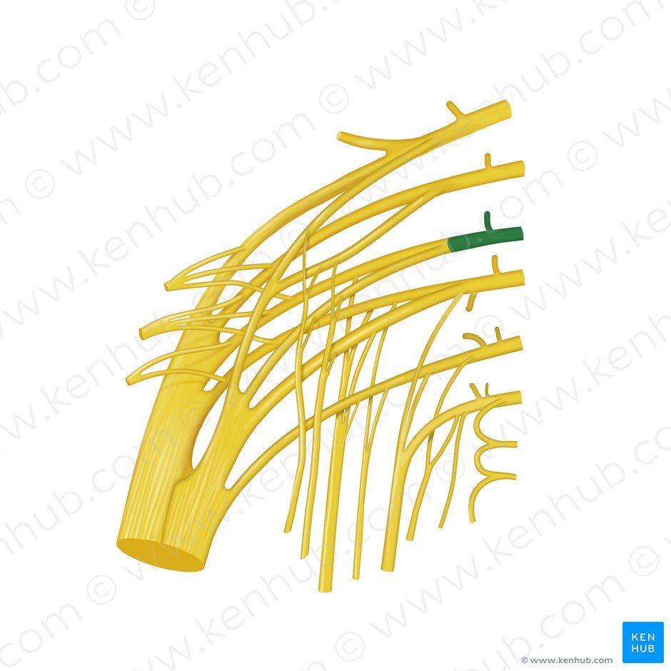Nervio espinal S1 (Nervus spinalis S1); Imagen: Begoña Rodriguez