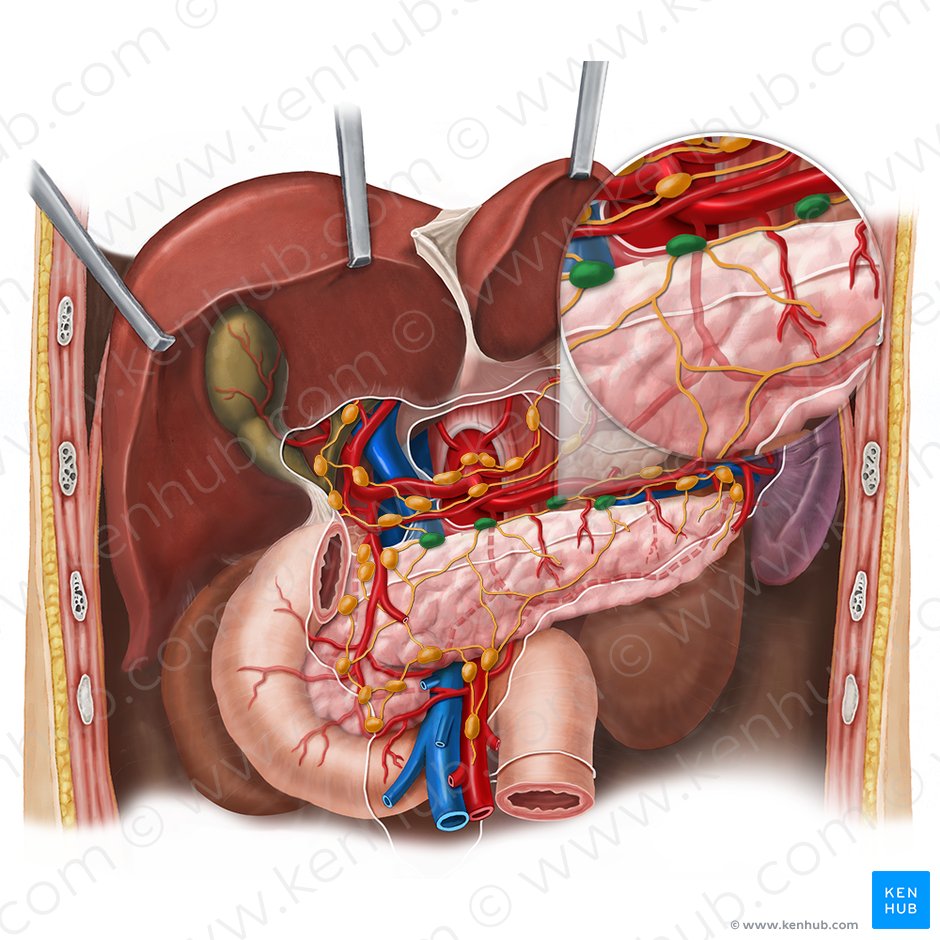 Ganglios linfáticos pancreáticos superiores (Nodi lymphoidei pancreatici superiores); Imagen: Esther Gollan
