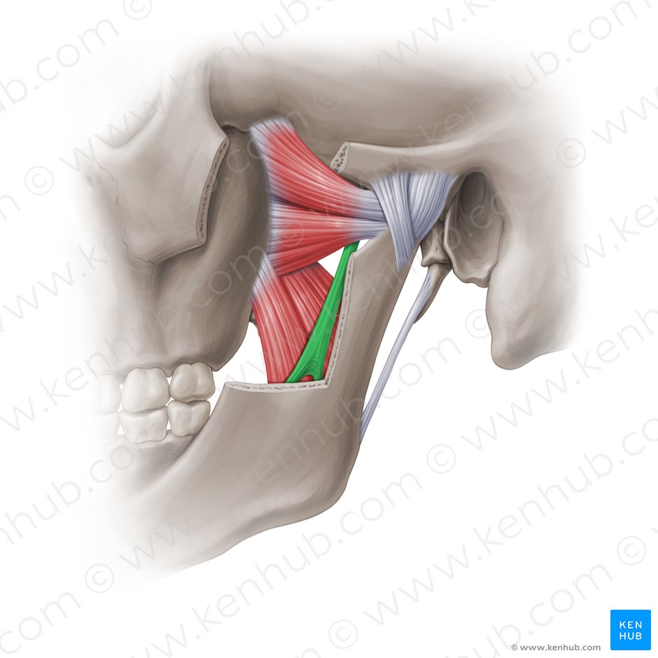 Sphenomandibular ligament (Ligamentum sphenomandibulare); Image: Paul Kim