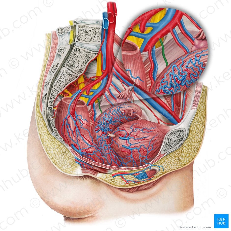 Arteria vaginal izquierda (Arteria vaginalis sinistra); Imagen: Irina Münstermann