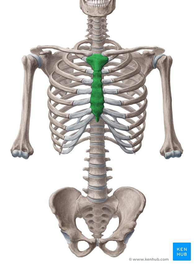 Sternum: Anatomy, parts, pain and diagram | Kenhub