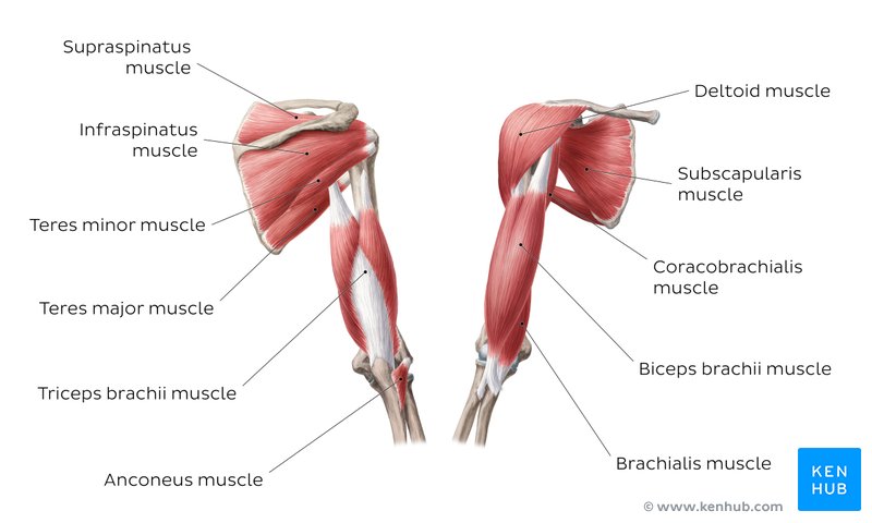 Arm Muscles Anatomy Attachments Innervation Function Kenhub