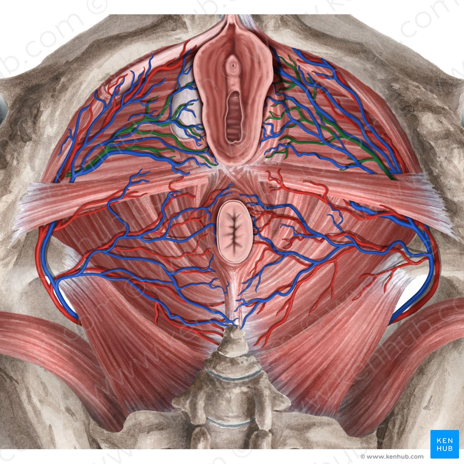 Arteria del bulbo del vestíbulo (Arteria bulbi vestibuli vaginae); Imagen: Rebecca Betts