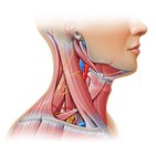 Muscles of the neck: An overview