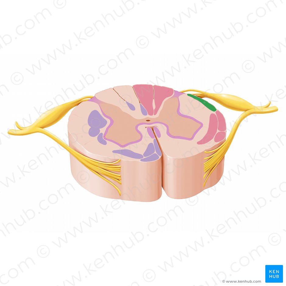 Posterior spinocerebellar tract (Tractus spinocerebellaris posterior); Image: Paul Kim
