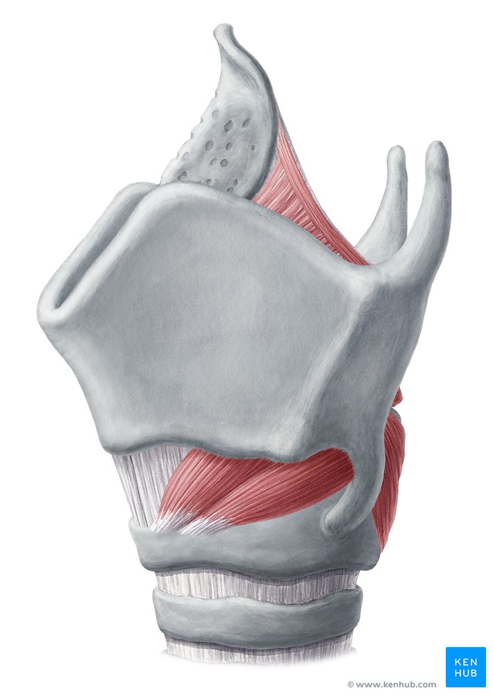 Larynx anatomy: Cartilages, ligaments and muscles | Kenhub