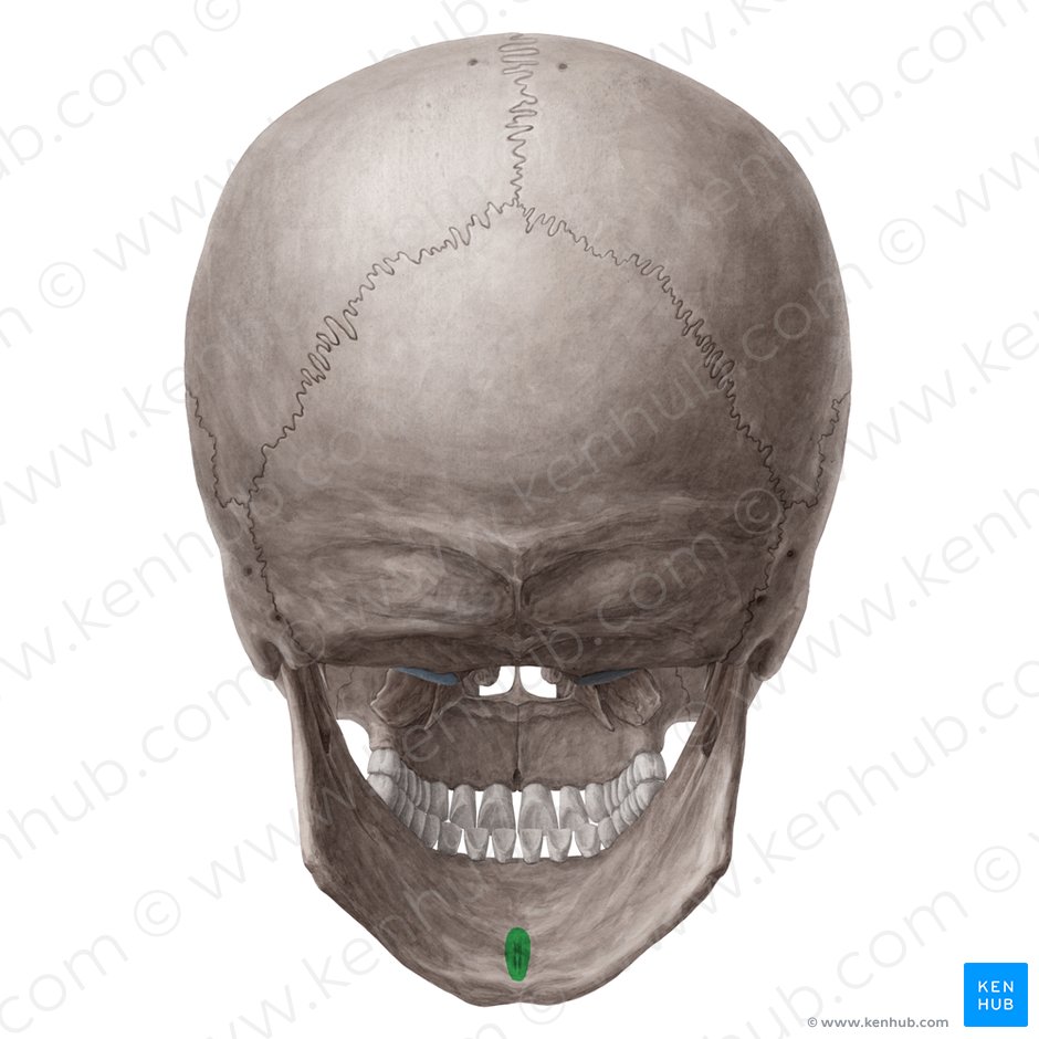 Mental spines of mandible (Spinae mentales mandibulae); Image: Yousun Koh