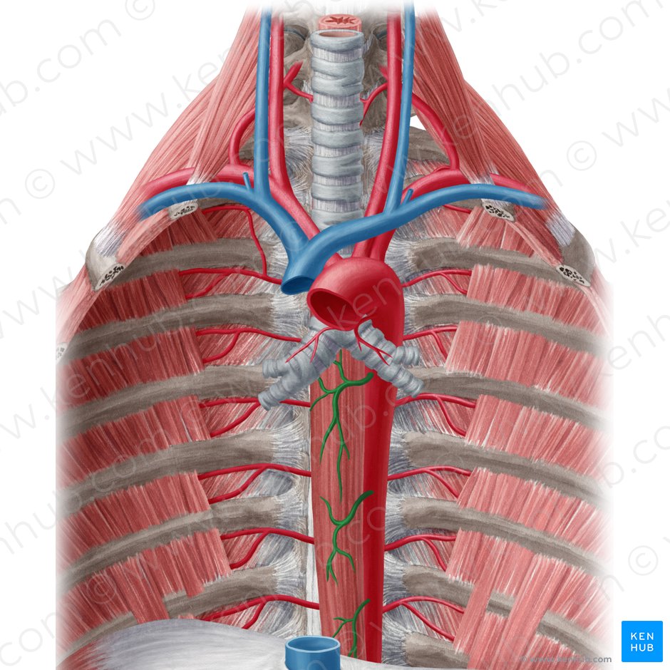 Ramas esofágicas de la aorta (Rami oesophageales aortae); Imagen: Yousun Koh