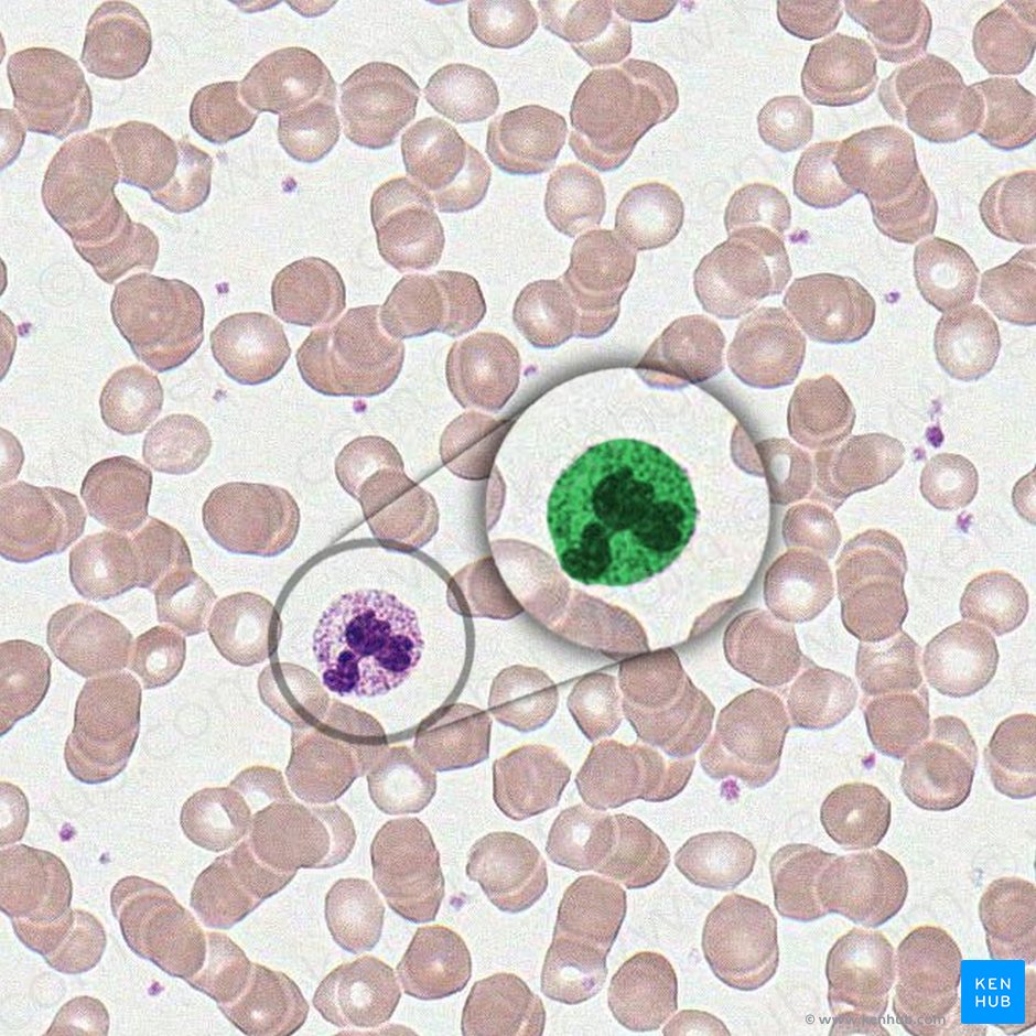 Neutrófilo (Granulocytus neutrophilus); Imagen: 