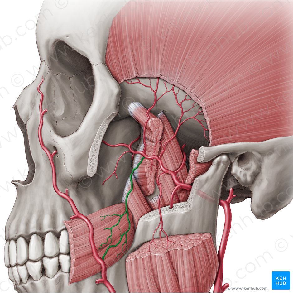 Buccal artery (Arteria buccalis); Image: Paul Kim