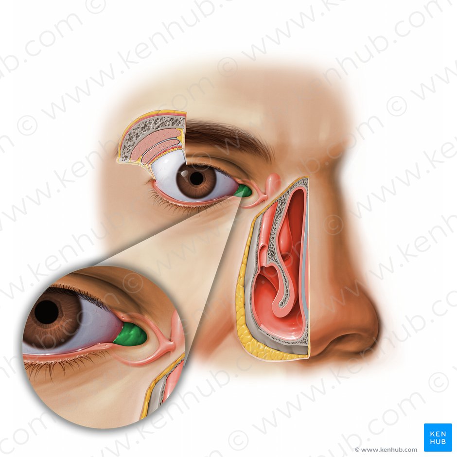 Carúncula lacrimal (Caruncula lacrimalis); Imagem: Paul Kim