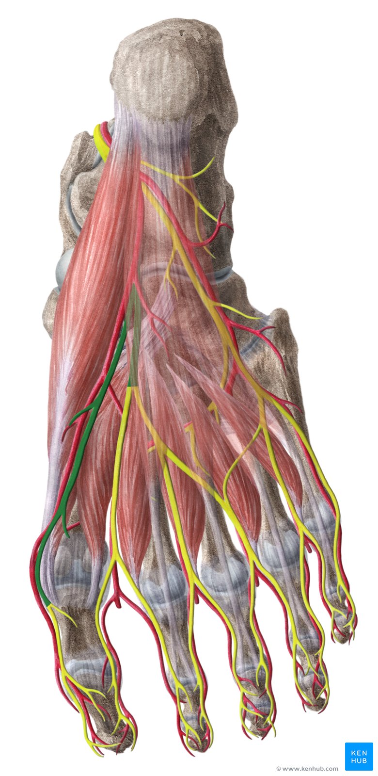 Central plantar muscles of the foot: Anatomy | Kenhub