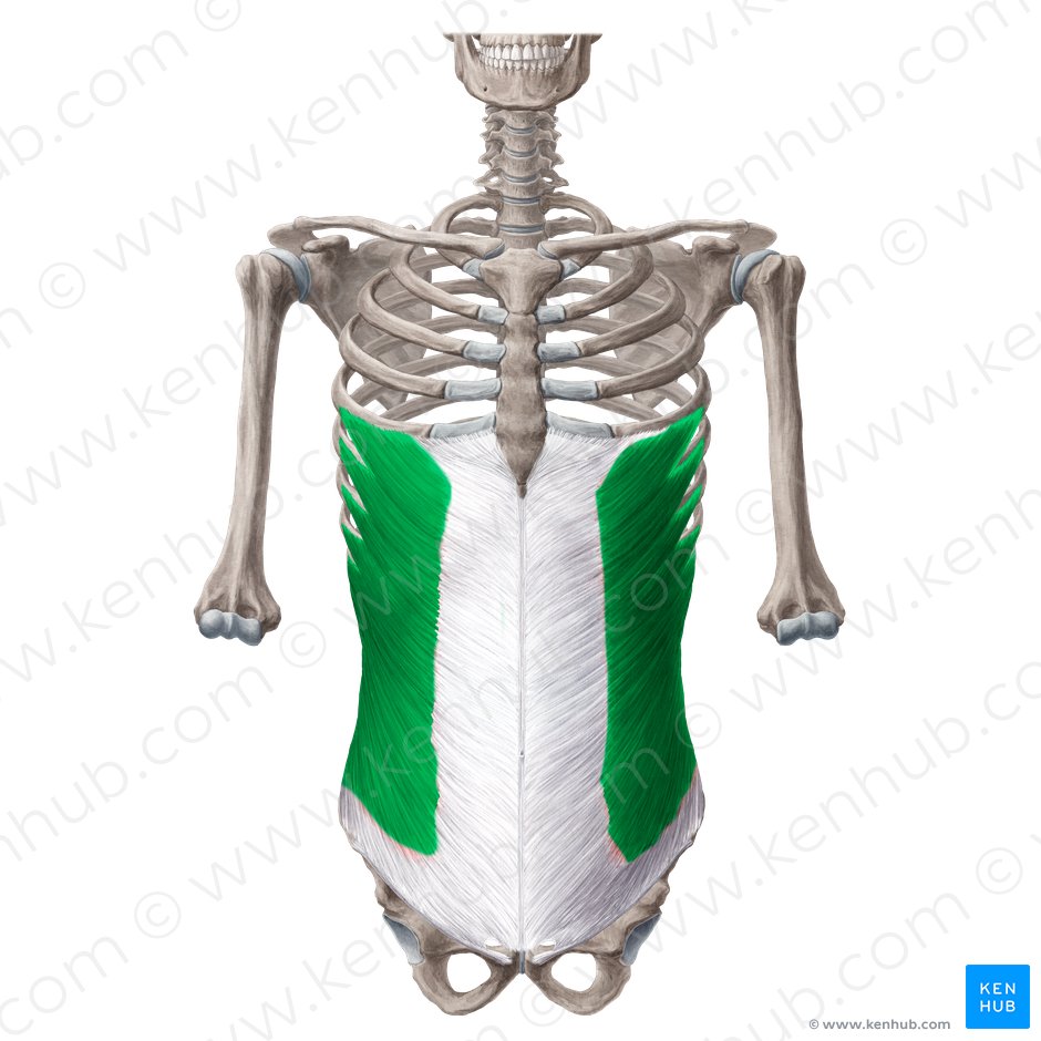 Músculo oblicuo externo del abdomen (Musculus obliquus externus abdominis); Imagen: Yousun Koh