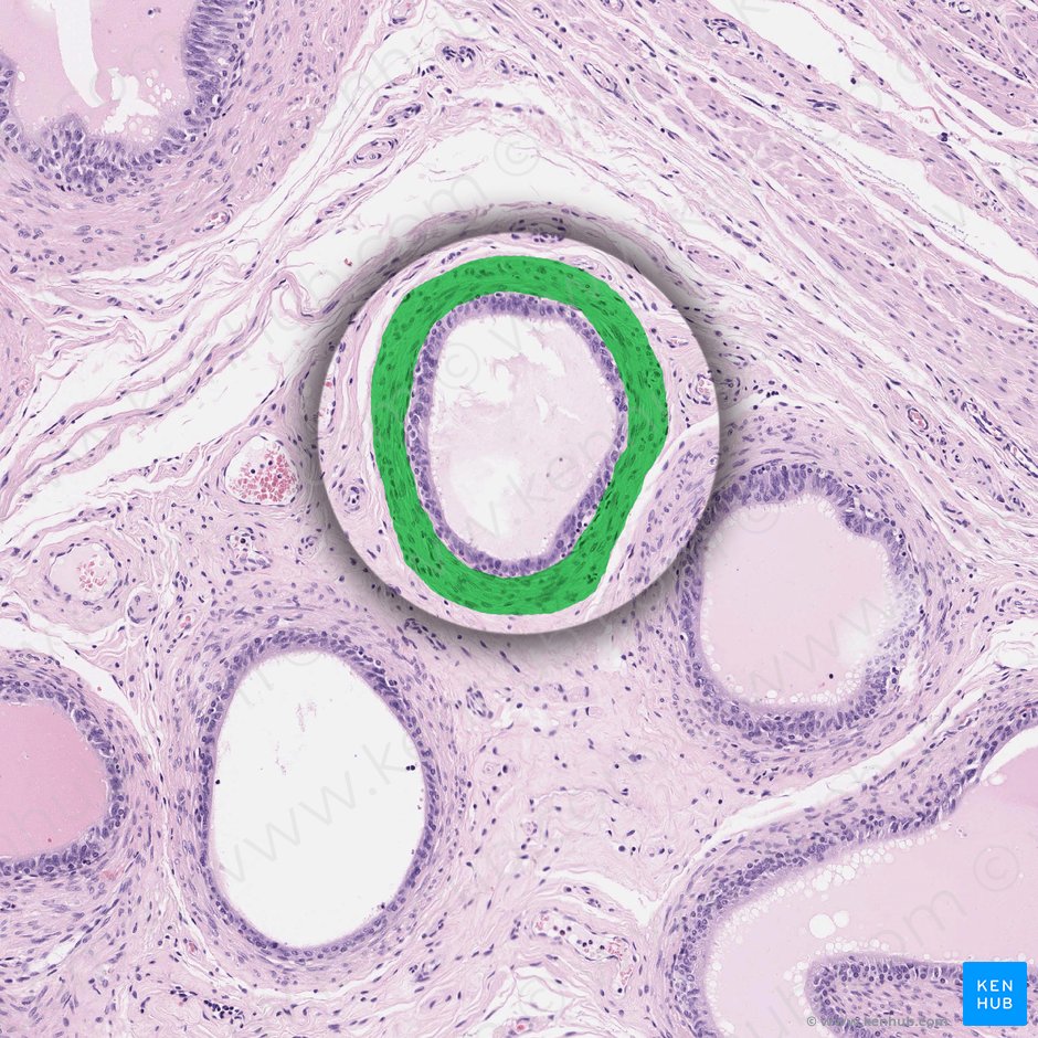Capa circular de músculo liso (Tunica circularis muscularis); Imagen: 